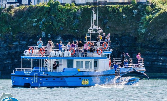 Dolphin Spotting Boat Trips